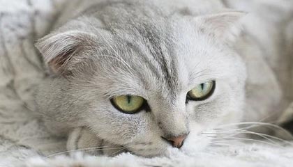 俄罗斯拉响警报！70枚导弹从天而降，6人确认死亡，事情彻底闹大