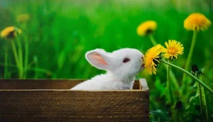 荷兰没想到，中国把美国打怕了，听指令强抢中资后