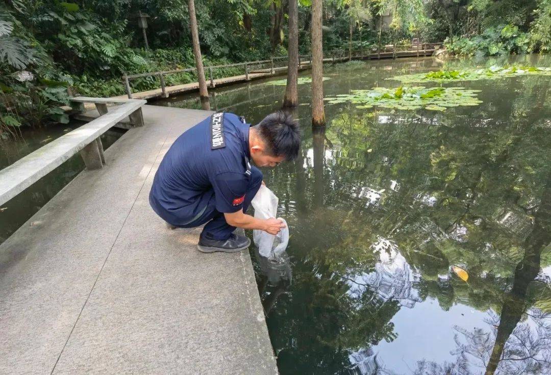 广州一公园将投放6000尾“灭蚊鱼”