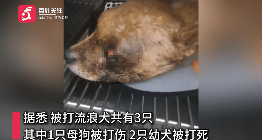 保安称“经常咬人”打死流浪犬，居民上门讨说法：这个门卫穷凶极恶