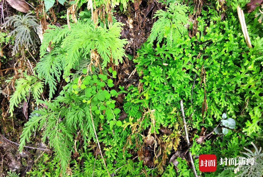 还魂草“复活”、崖柏成林、阳鱼穿溪！巴山大峡谷藏了多少宝藏？