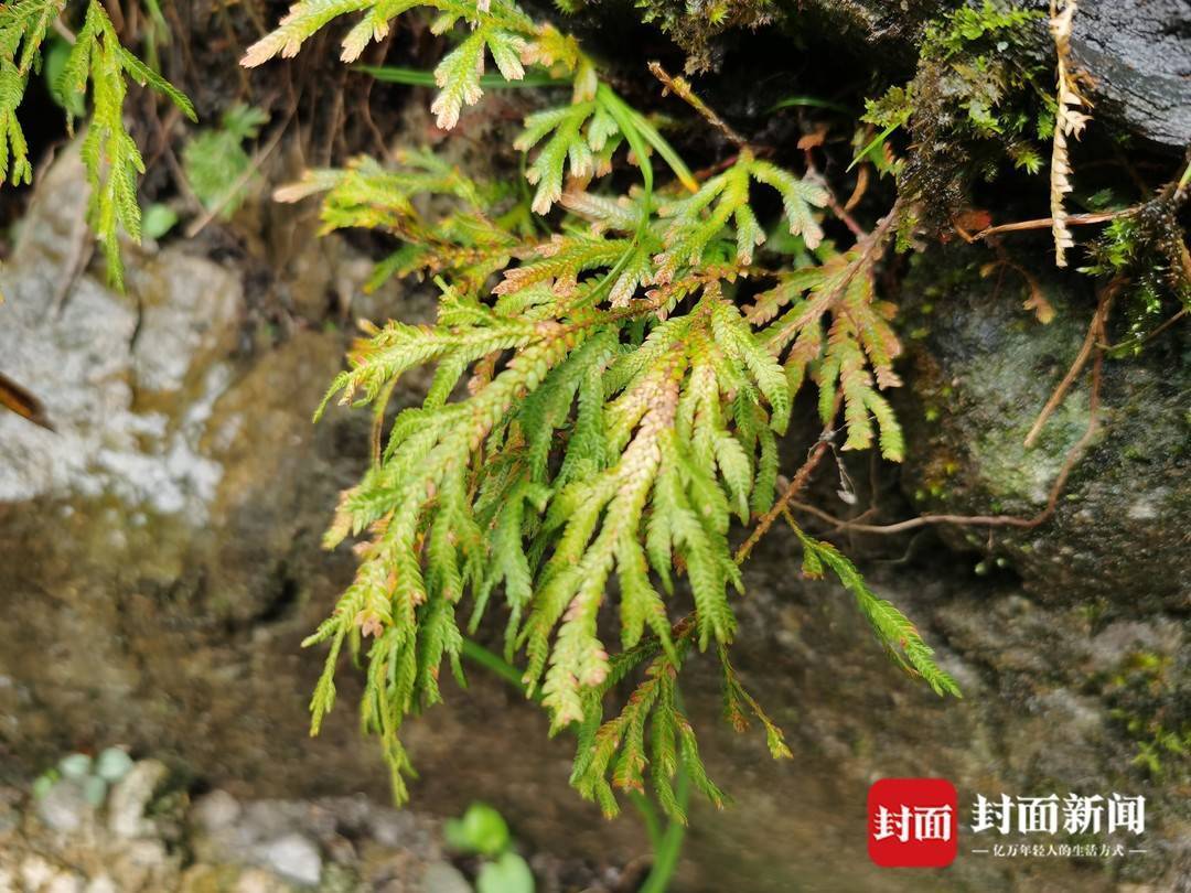 还魂草“复活”、崖柏成林、阳鱼穿溪！巴山大峡谷藏了多少宝藏？