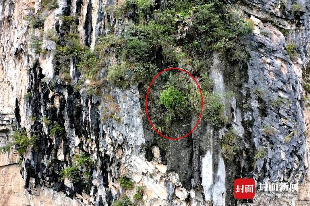 还魂草“复活”、崖柏成林、阳鱼穿溪！巴山大峡谷藏了多少宝藏？