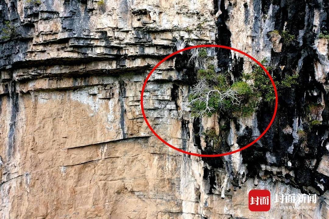 还魂草“复活”、崖柏成林、阳鱼穿溪！巴山大峡谷藏了多少宝藏？