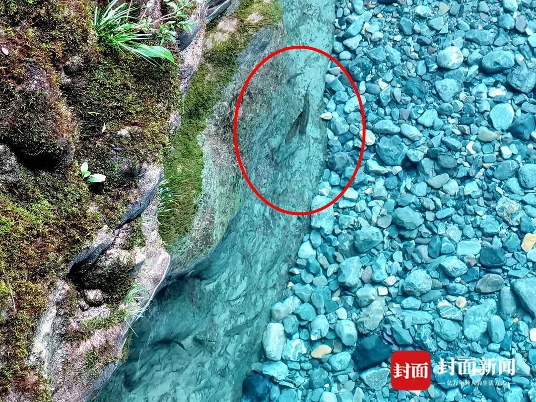 还魂草“复活”、崖柏成林、阳鱼穿溪！巴山大峡谷藏了多少宝藏？