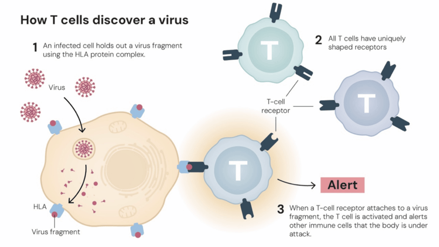 这个诺奖迟到了30年！三位科学家揭示免疫系统如何避免“自相残杀”
