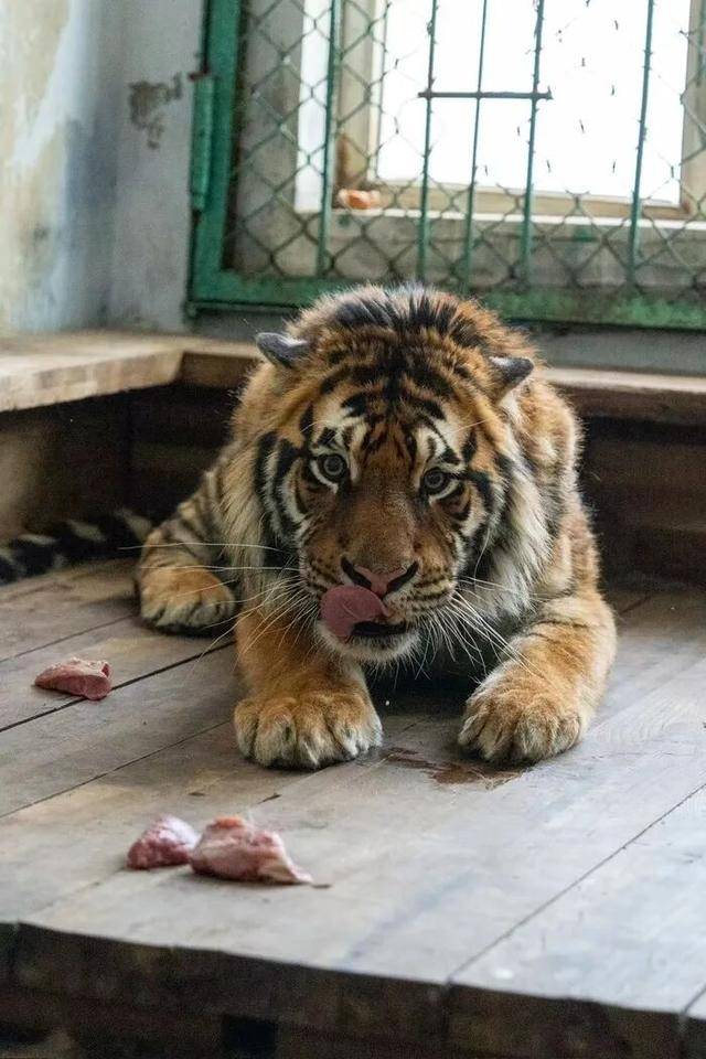 无协议、不公示、隐瞒死讯，黑龙江东北虎林园认养虎项目遭质疑