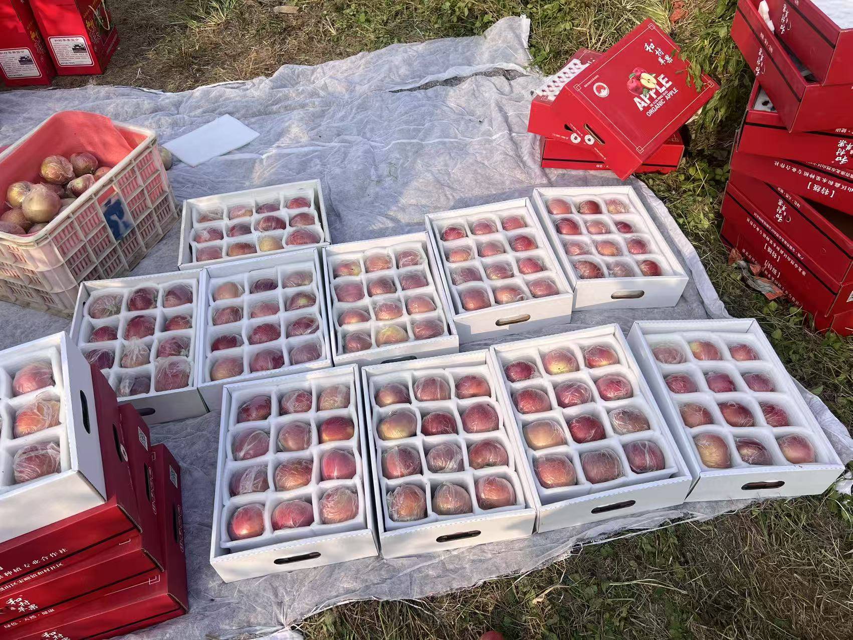 “淮北为啥不种橘子?”果农:因为我们有更甜的王牌