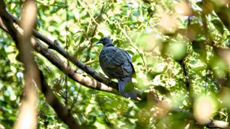 百年罕见!首次在上海被目击,有人专门从北京“打飞的”赶来